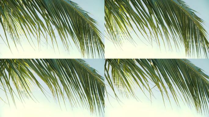 热带椰子叶在风中摇曳