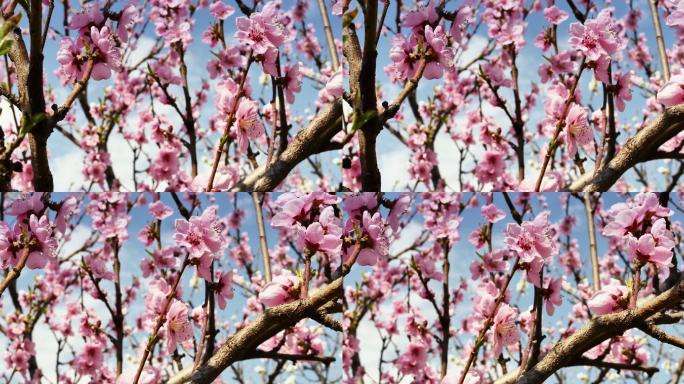 春树开花粉色的画