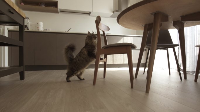 可爱的长毛猫在公寓里