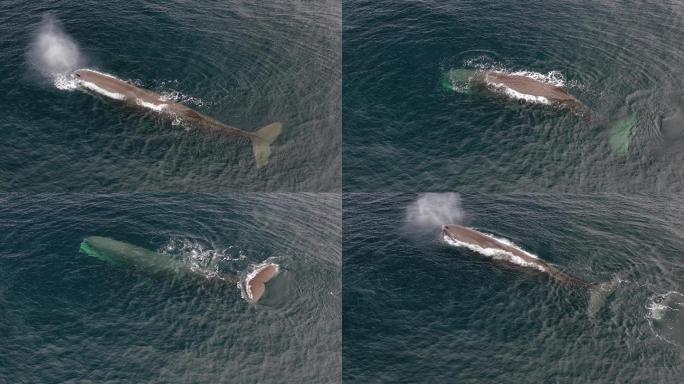 长须鲸海域鲸类大海大鱼实拍视频