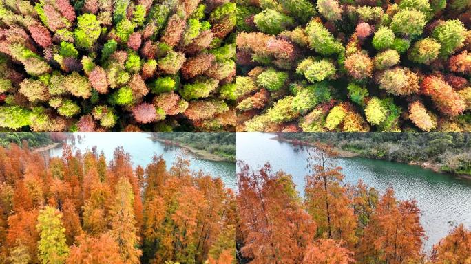 秋天山林红叶彩林上飞行自然秋色风光风景