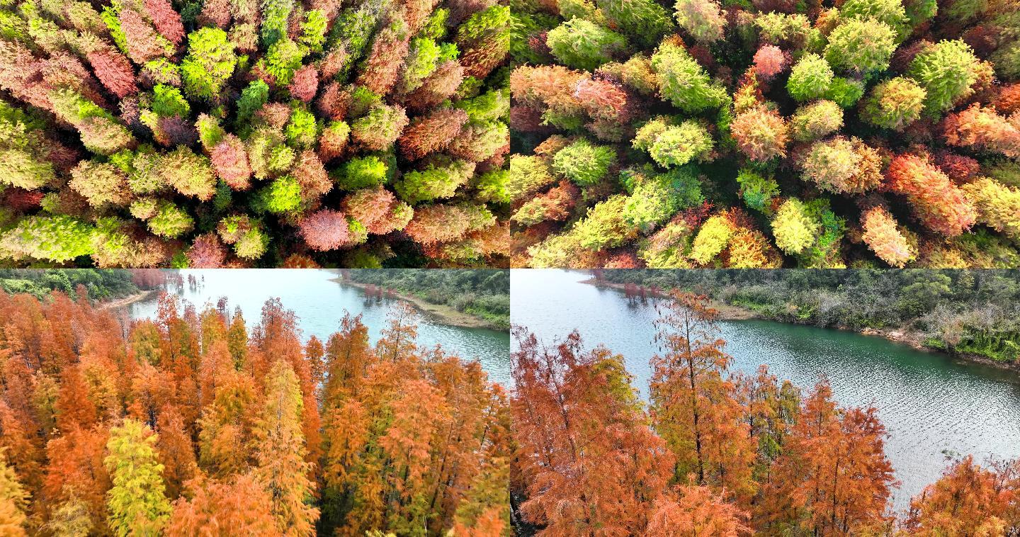 秋天山林红叶彩林上飞行自然秋色风光风景