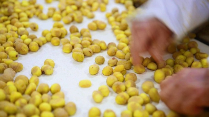 高清拍摄：板栗成品加工