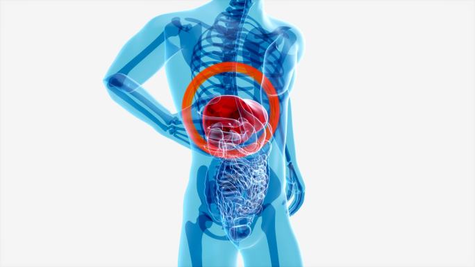 肝脏的解剖学概念肝病肝癌肝部疼痛