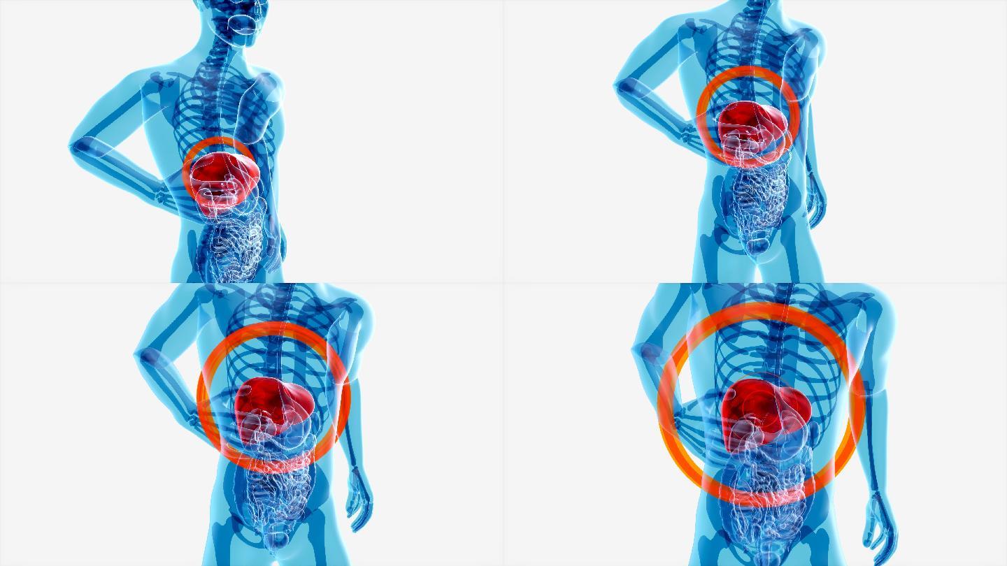肝脏的解剖学概念肝病肝癌肝部疼痛