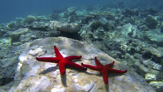 海底的红海之星深海潜水海星海底