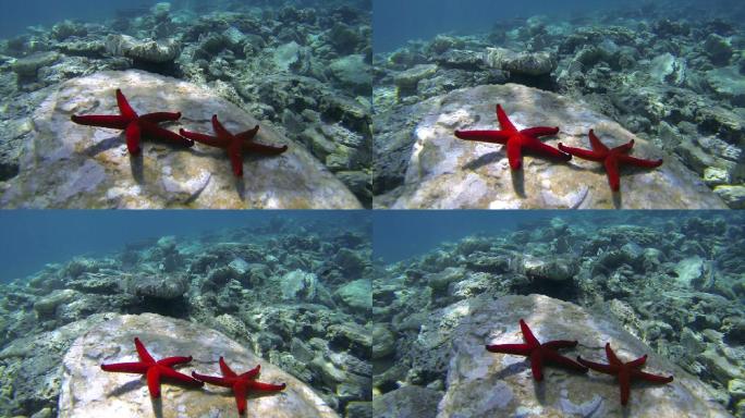 海底的红海之星深海潜水海星海底