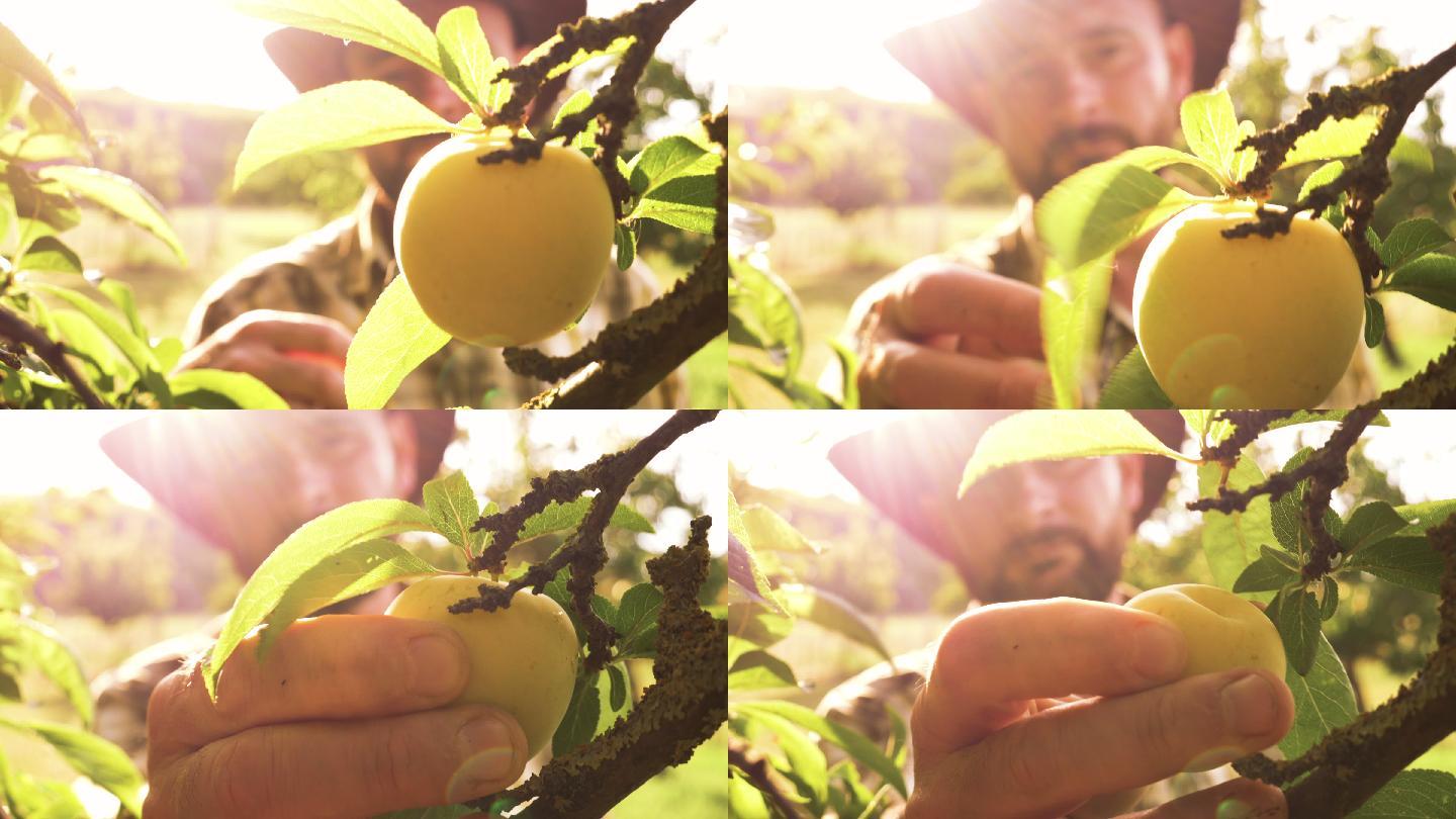 成熟的杏子水果特写慢动作水高端冲水滴水农