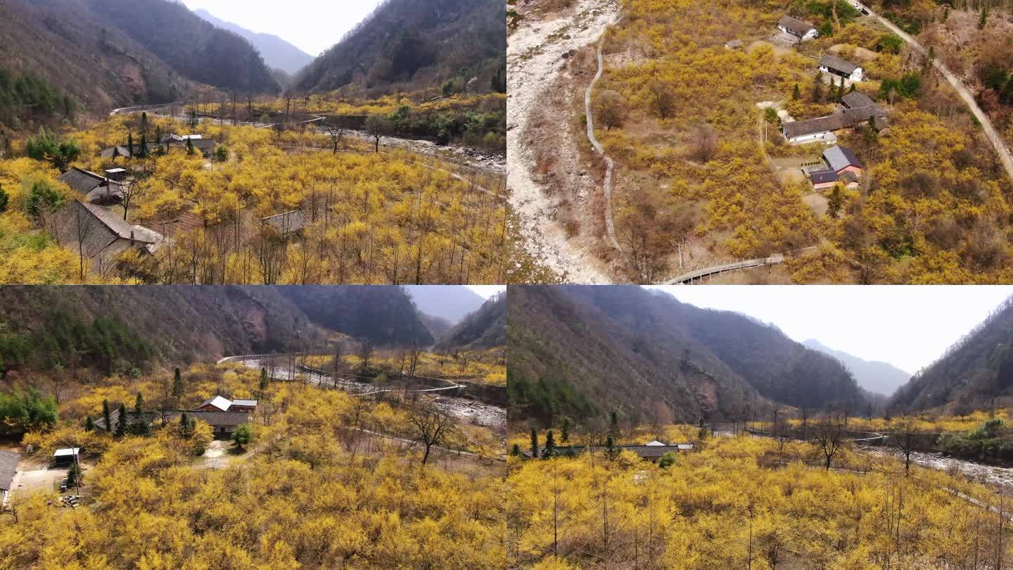 自然保护区森林山茱萸全景4K航拍