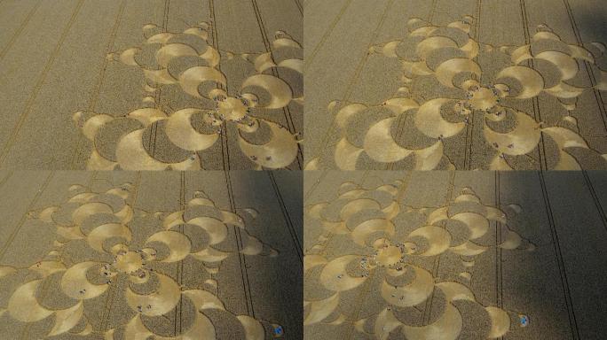 玉米田的麦田圈园艺绿化装饰装扮种植土地