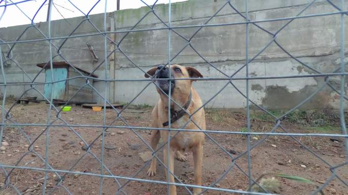 一只凶恶的警犬恶犬恶狗看家护院