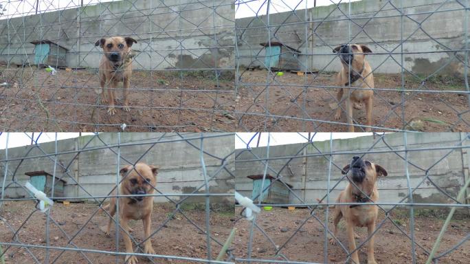 一只凶恶的警犬恶犬恶狗看家护院