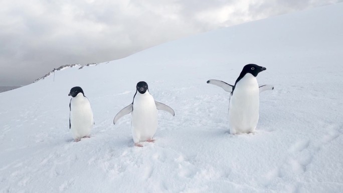 三只企鹅在南极洲的雪地上挥舞着翅膀