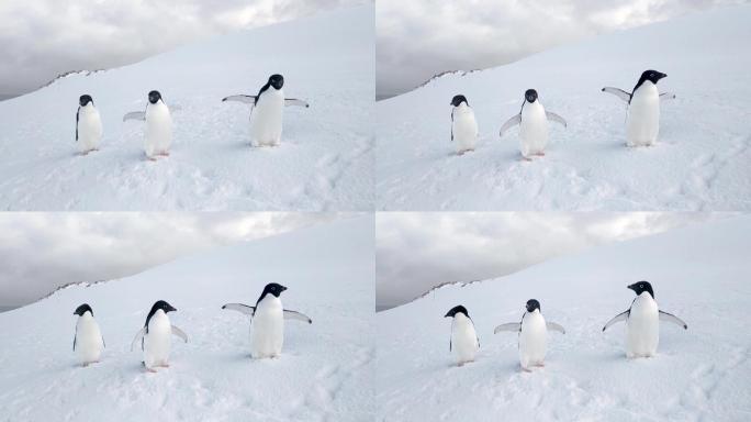 三只企鹅在南极洲的雪地上挥舞着翅膀