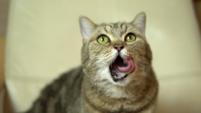 一只英国品种的猫用舌头舔脸
