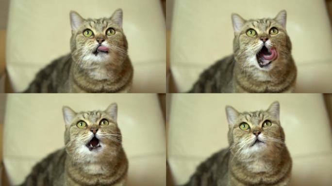 一只英国品种的猫用舌头舔脸