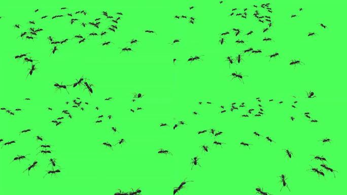 绿色屏幕上行走的蚂蚁