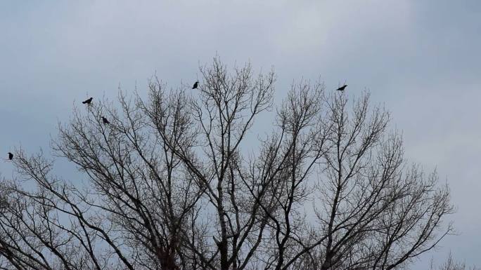 黑鸟和一棵树各种鸟儿站在枝头鸟儿飞走梳洗