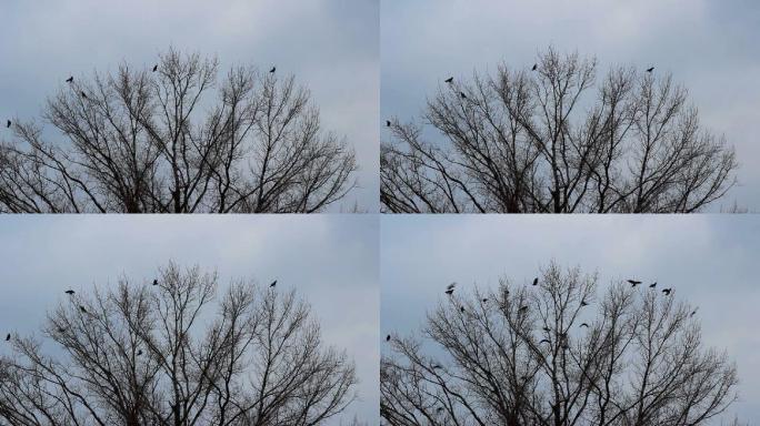 黑鸟和一棵树各种鸟儿站在枝头鸟儿飞走梳洗