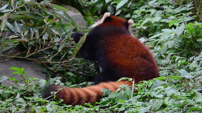 重庆动物园的国家二级保护动物小熊猫