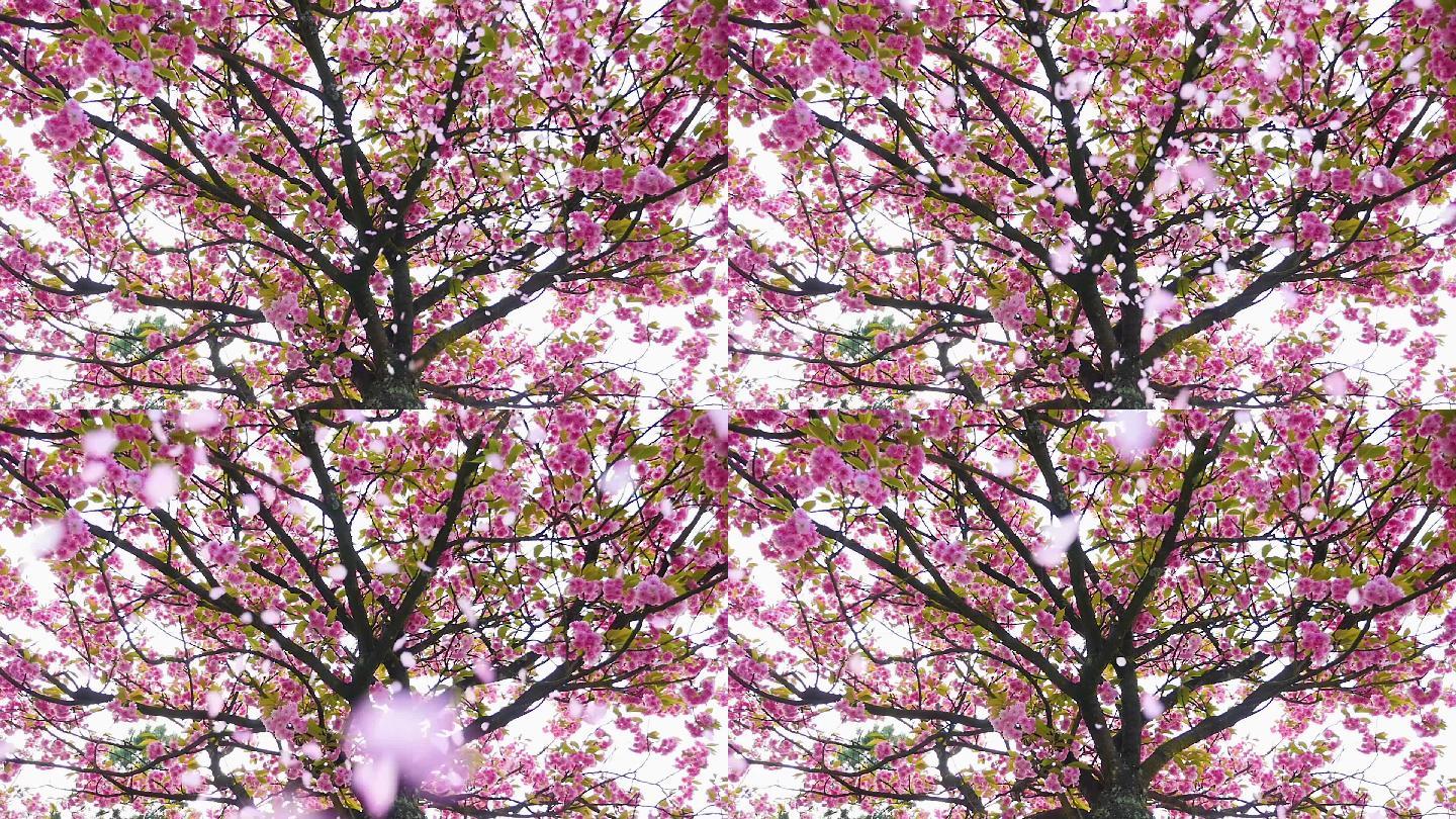 从樱桃树上落下的花瓣慢镜头