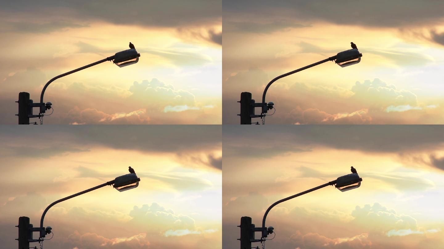 鸽子停在街灯上