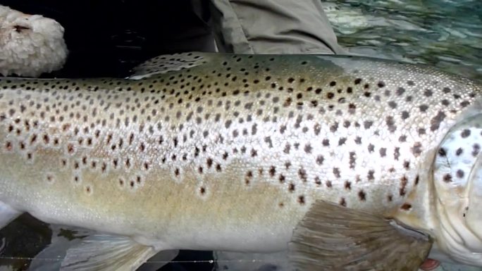 大型褐鳟鱼放生前的侧面和头部跟踪拍摄