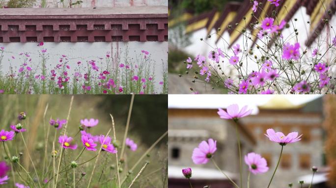 寺庙墙垣院内小粉红花朵格桑花秋英花瓣鲜花