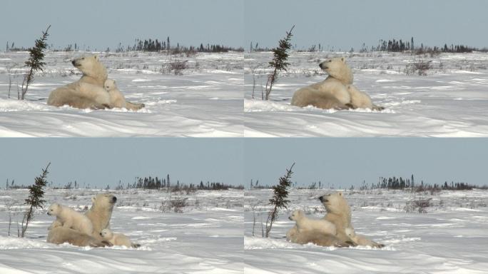 北极熊北极熊幼崽大雪晒太阳野外
