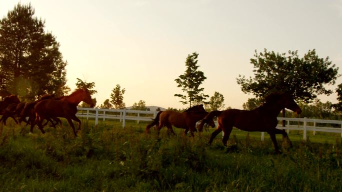 金色夕阳下一群在野外奔跑的马