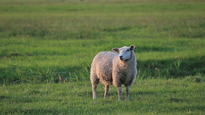 在草地上吃草的羊草坪山羊大草原放羊