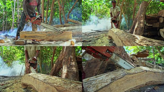 森林里伐木工人锯木头(升格)