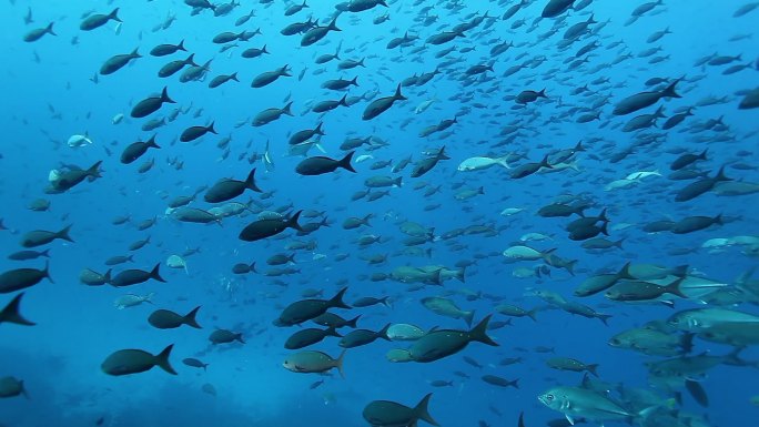 太平洋海洋生物蓝色海底鱼群移动水族鱼
