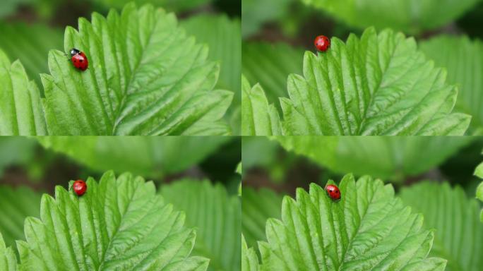 瓢虫小昆虫绿色叶子