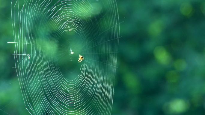 蛛网中的蜘蛛野外森林大网