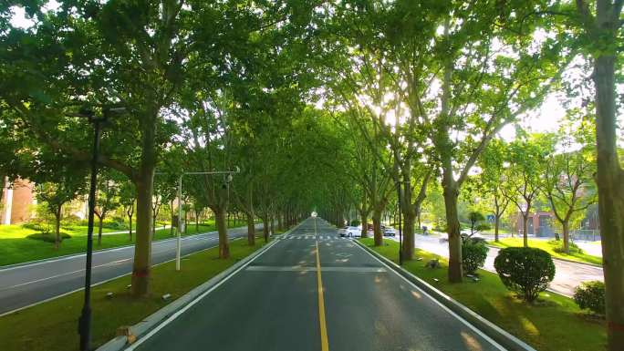 郑州城市街道市容绿化城市管理
