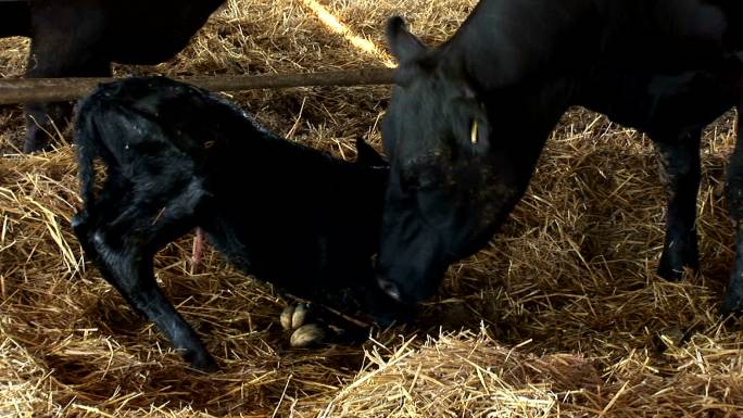 新生的小牛在母亲的帮助下第一次站起来