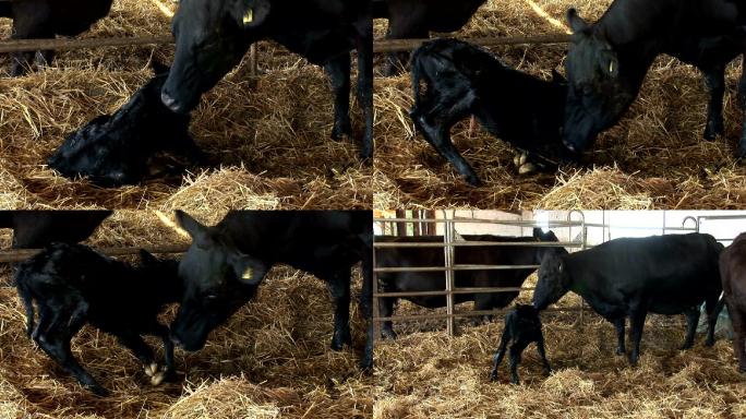 新生的小牛在母亲的帮助下第一次站起来