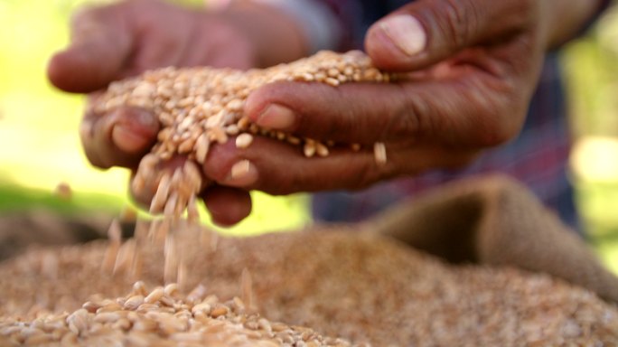 农民手里拿着麦粒小麦丰收农业丰收麦粒特写