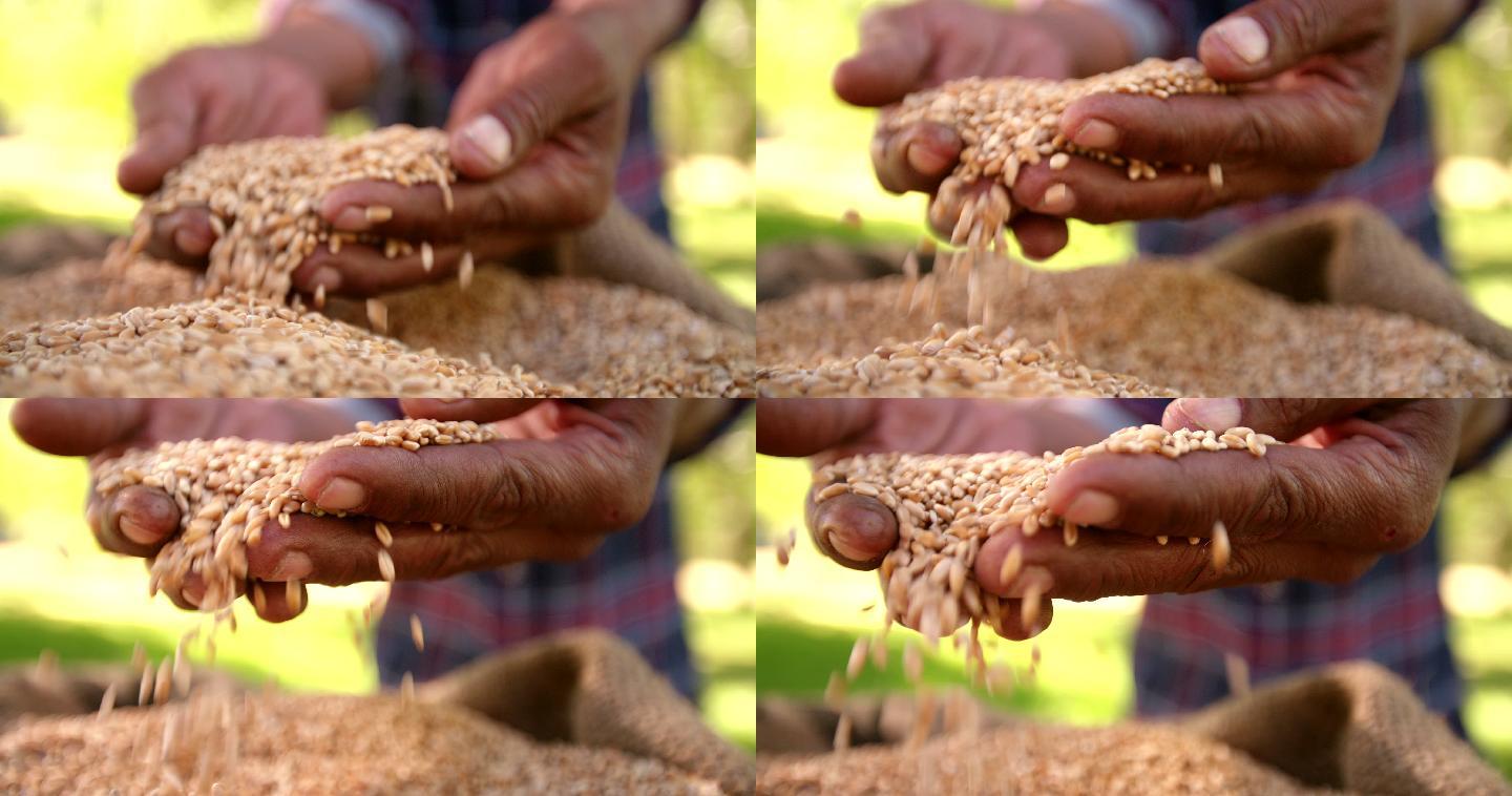 农民手里拿着麦粒小麦丰收农业丰收麦粒特写