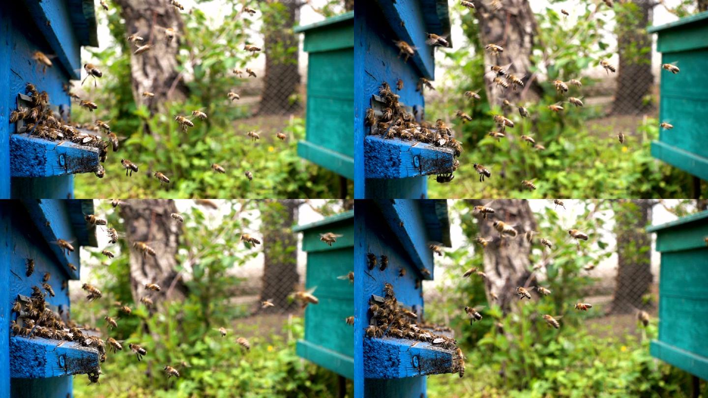 蜜蜂飞进飞出蜂巢特写镜头