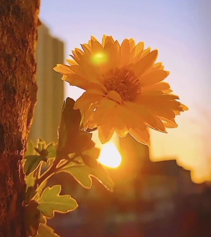 一朵欣欣向阳的菊花