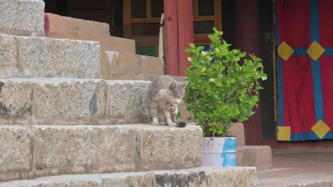 寺庙院内小野猫土猫