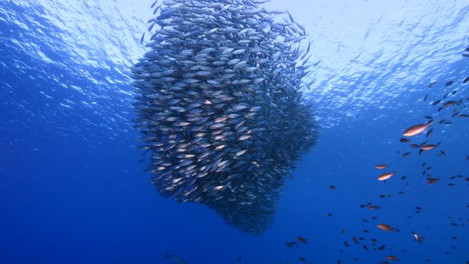 加勒比海的鱼群大自然生态水下世界深海鱼群