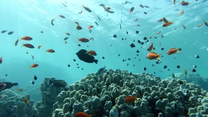 热带鱼生态游鱼清澈水底小鱼群珊瑚