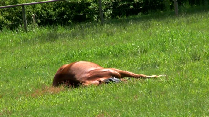 一匹懒马在绿草丛中打盹
