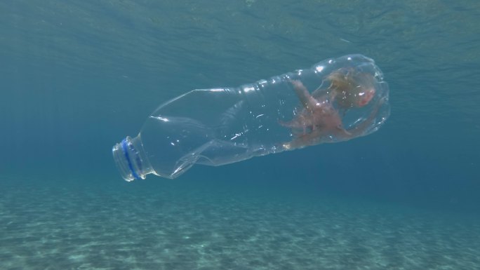 熟料瓶里的水母塑料瓶丢弃漂浮生态