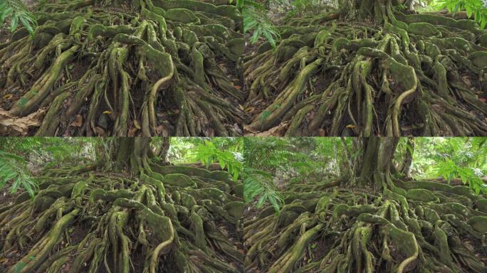 热带森林视频素材