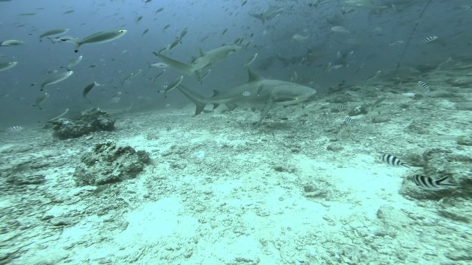 白鳍灰鲨在海洋中攻击摄像机。