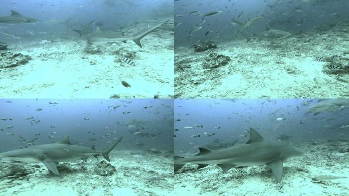 白鳍灰鲨在海洋中攻击摄像机。